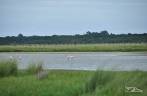 Finalmente, encontrando os flamingos do Parque Nacional da Lagoa do Peixe, no sul do Rio Grande do Sul, entre a Lagoa dos Patos e o Oceano Atlântico